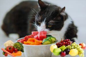 Alimentação Felina: