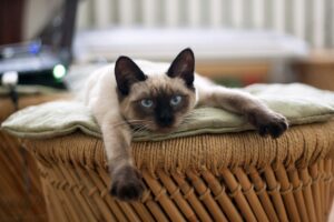 Gases em Gatos