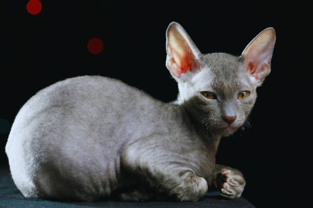 raça de Gato Cornish Rex