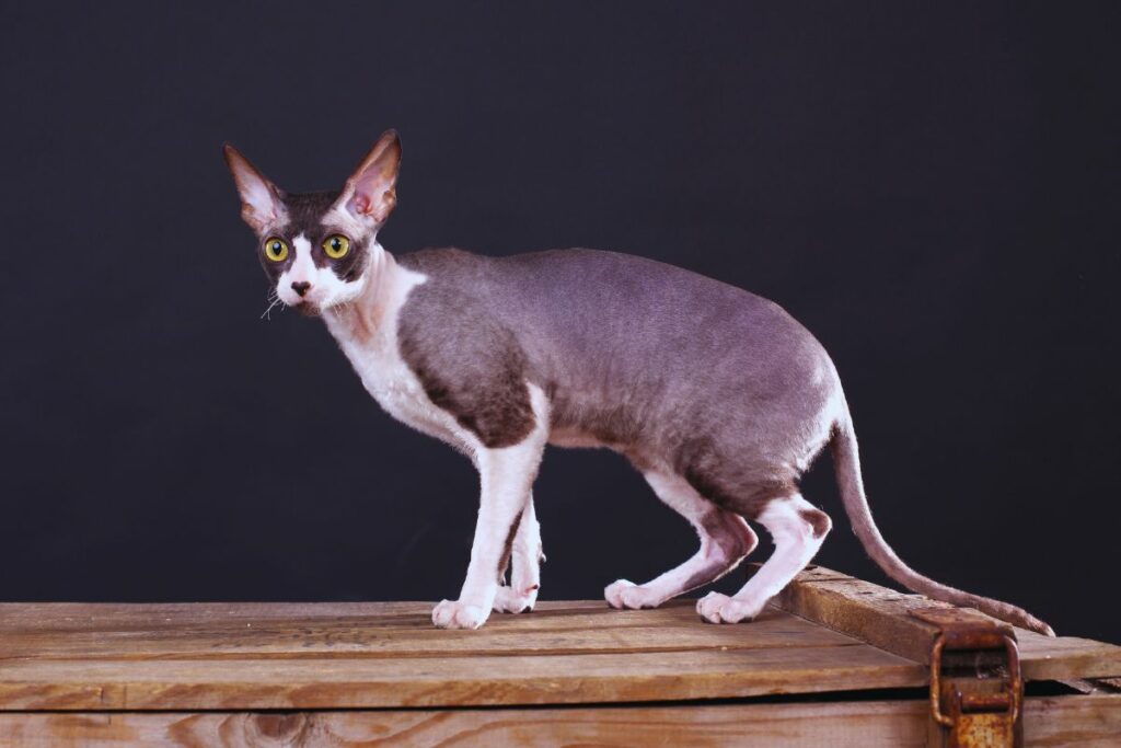 Gato Cornish Rex