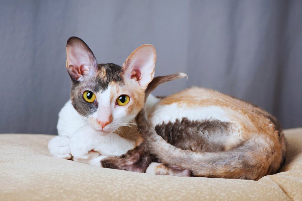 felino
