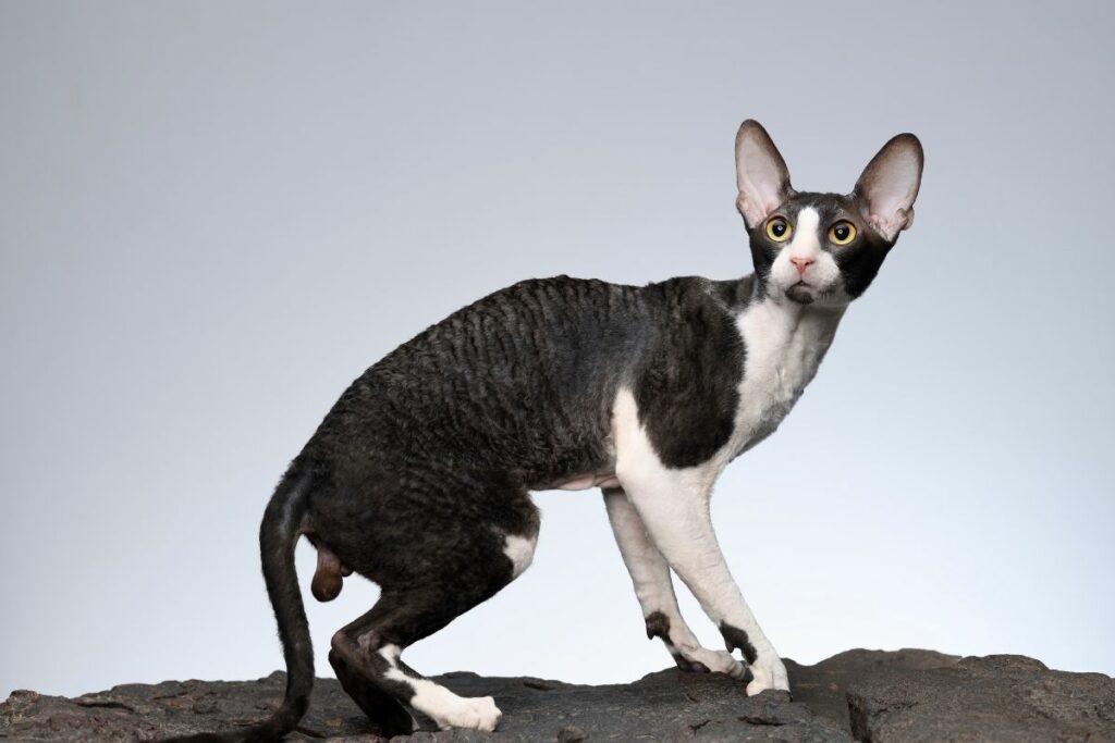 Gato Cornish Rex