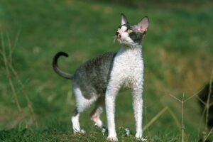 Gato Cornish Rex
