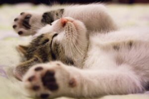 gato dormindo