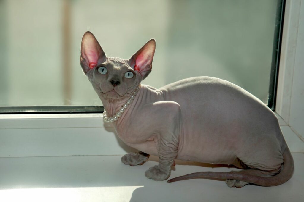 Gato Esfinge