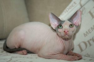 gato esfinge