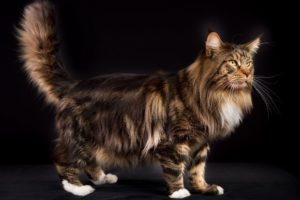 gato Maine Coon