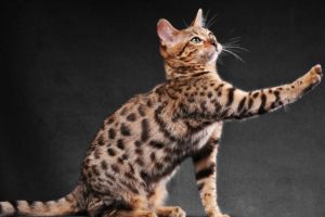 Gato-de-Bengala