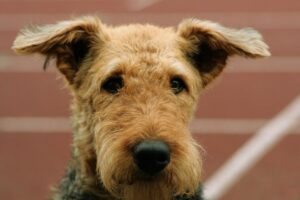 Airedale Terrier