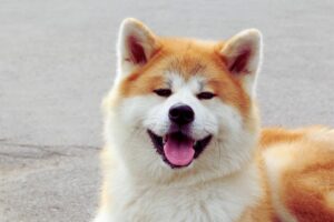 Akita Inu