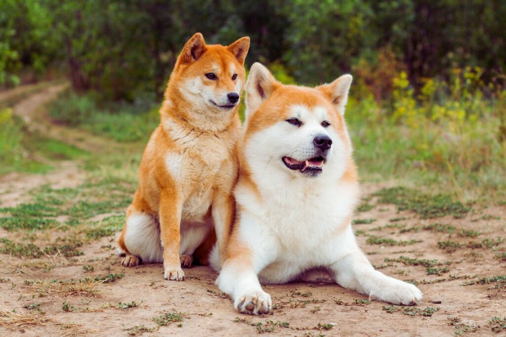 Akita Inu