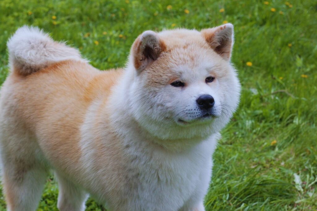 Akita Inu