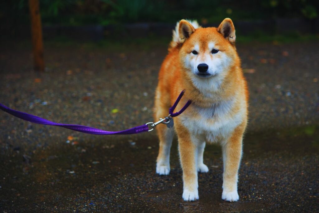 Akita Inu