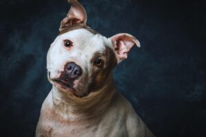 American Staffordshire Terrier