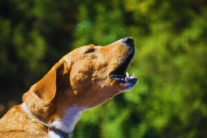 Cachorros