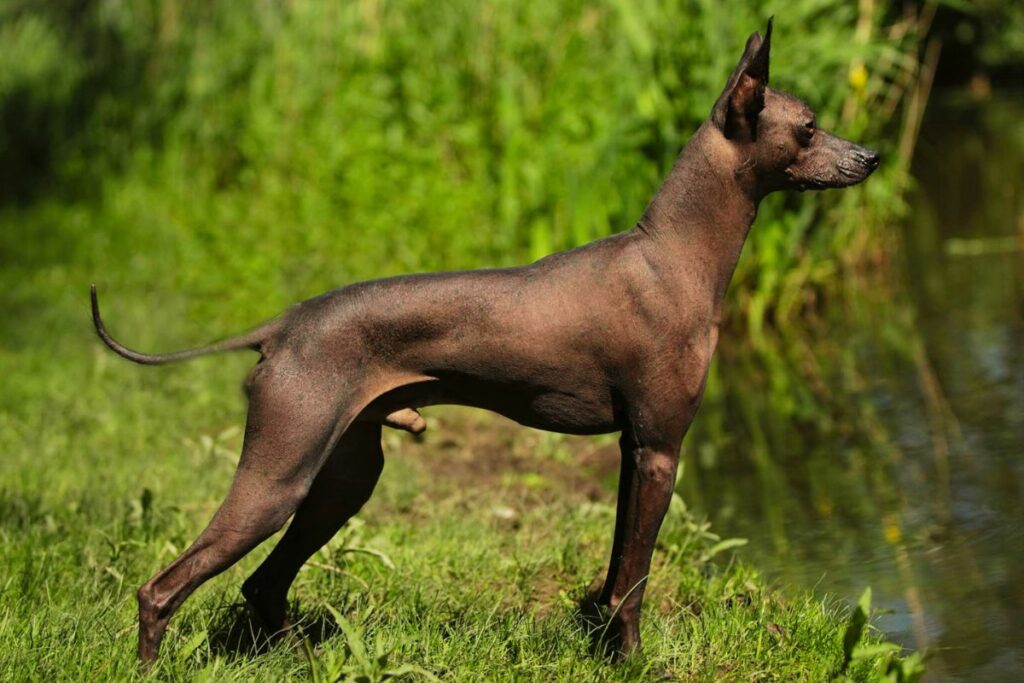 Cão Pelado Peruano