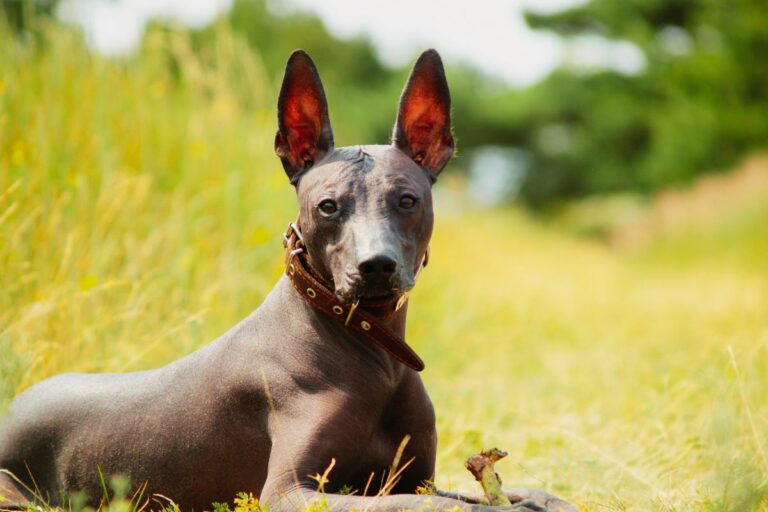Cão Pelado Peruano