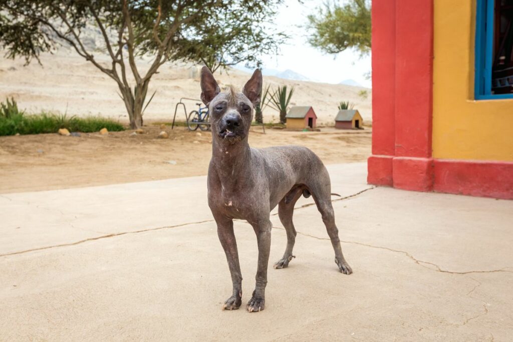 Cão Pelado Peruano