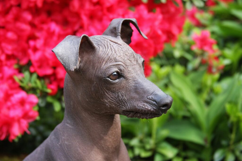 Cão Pelado Peruano
