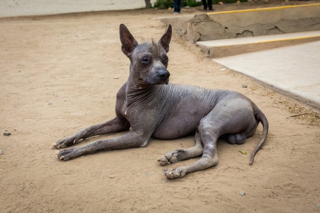 CÃO