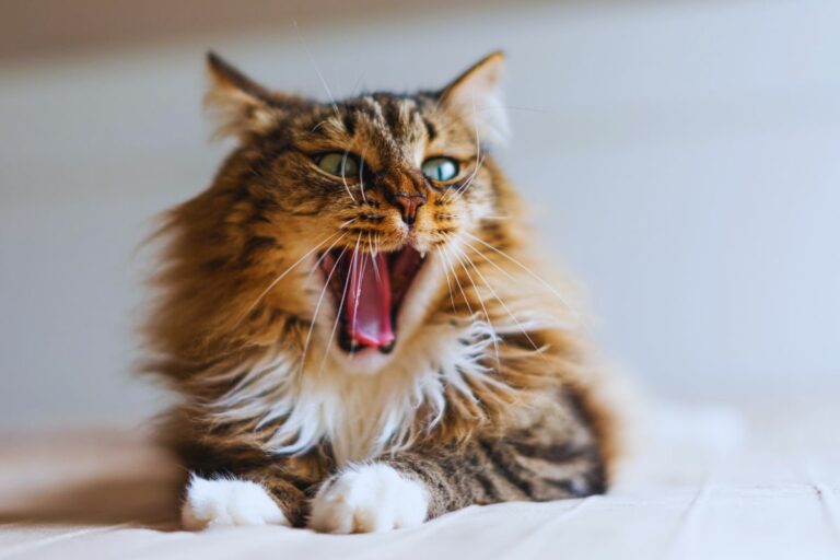 Gato Boceja
