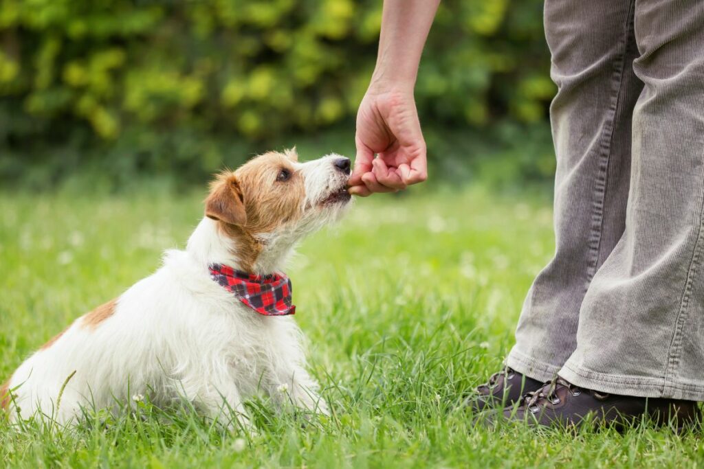 Ensinar seu Cachorro a Sentar