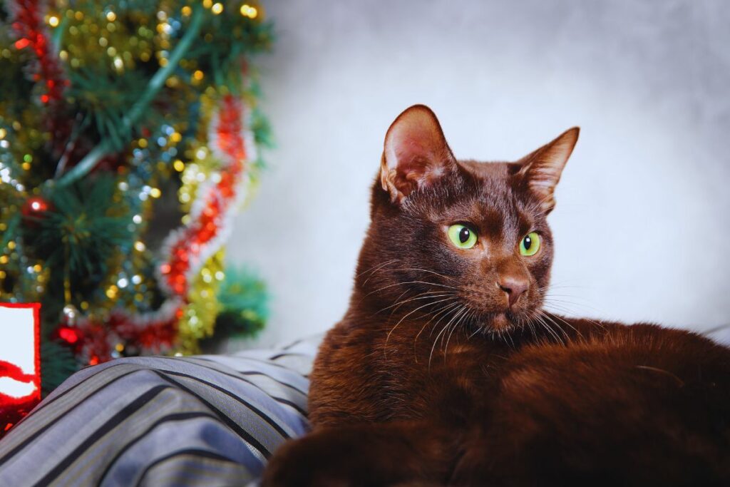 gato Havana Brown