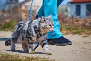 Passeios com Gato