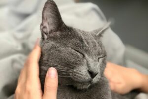 Ronronar dos Gatos