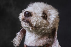 Bedlington Terrier