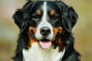 Bernese Mountain Dog