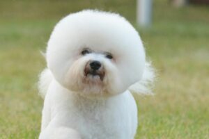 Bichon Frisé