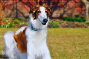 Borzoi
