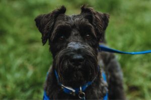 Bouvier des Flandres