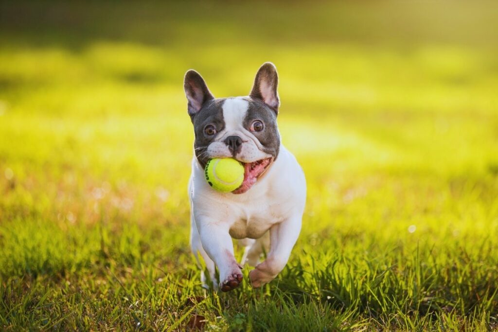 Bulldog Francês