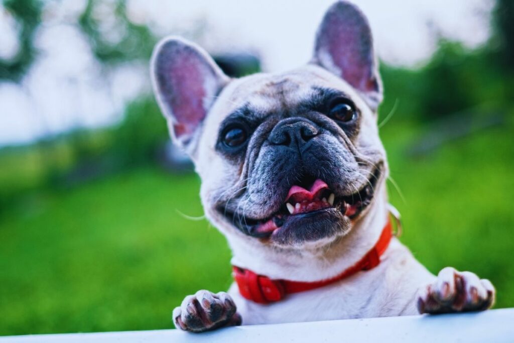 cão