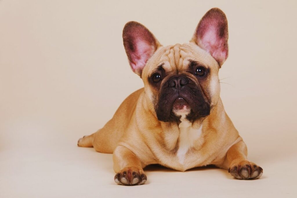 Bulldog Francês