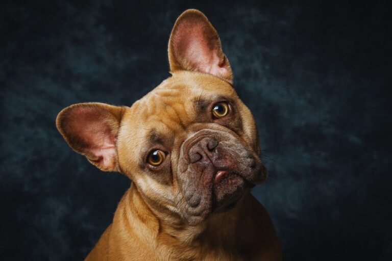 Bulldog Francês
