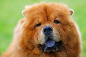 Chow Chow