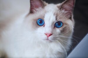 Gato Ragdoll