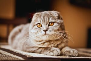 Gato Scottish Fold