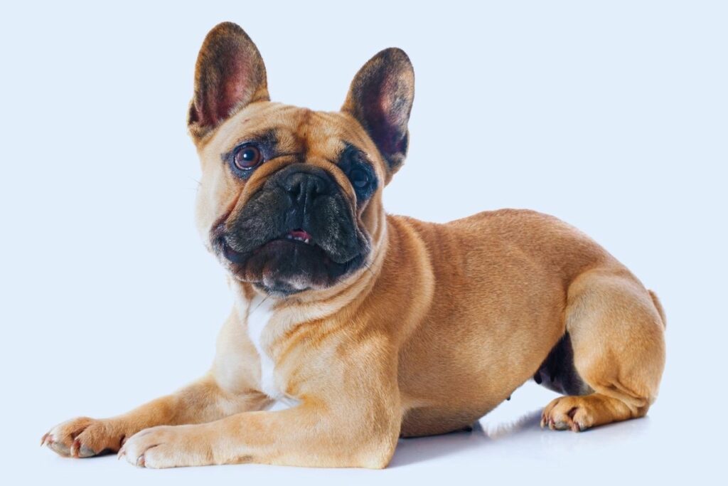 raça Bulldog Francês