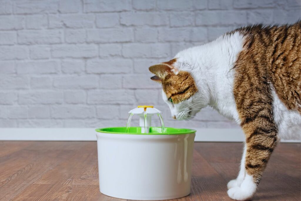 Hidratação em Gatos