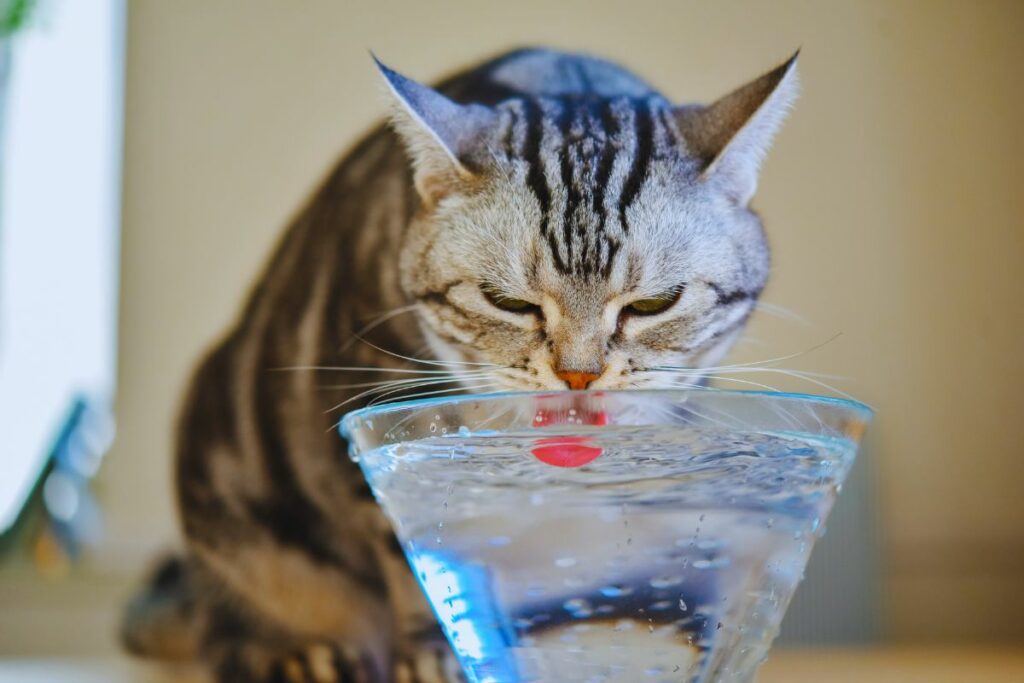 Hidratação em Gatos
