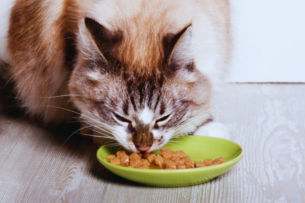Hidratação em Gatos