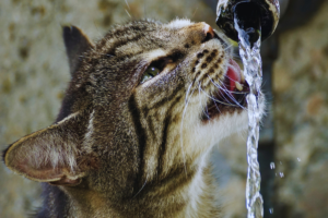 Hidratação em Gatos