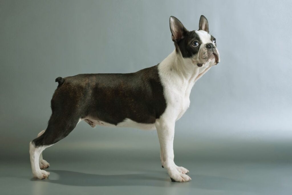 Boston Terrier