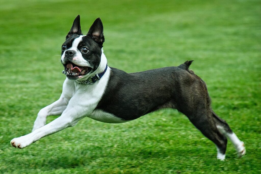 Boston Terrier
