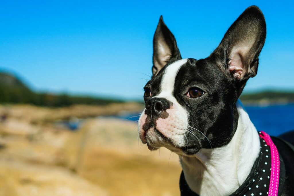 Boston Terrier