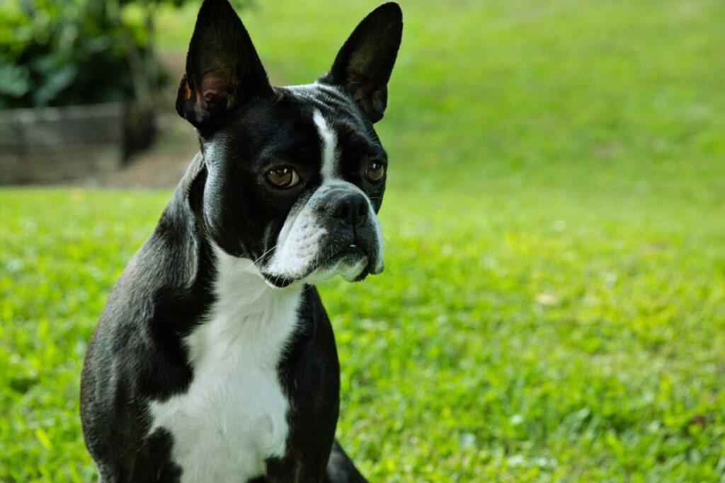 cão